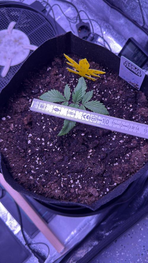 Ganja Farmer RS11 (B). Week 2 - 8.3