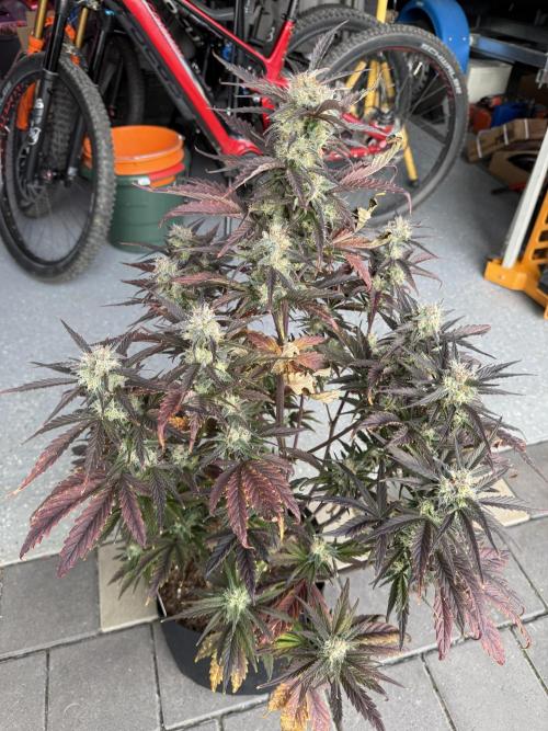 Kannabia. Week 11 - 8.3