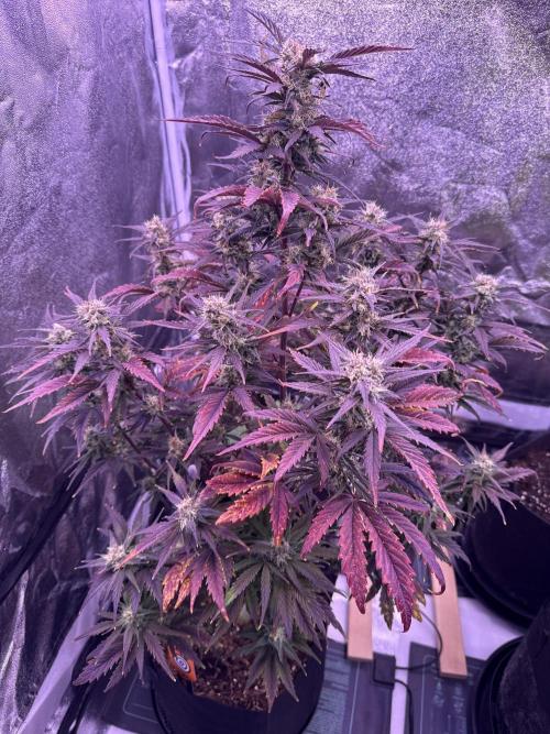 Purple Dream Auto. Week 11
