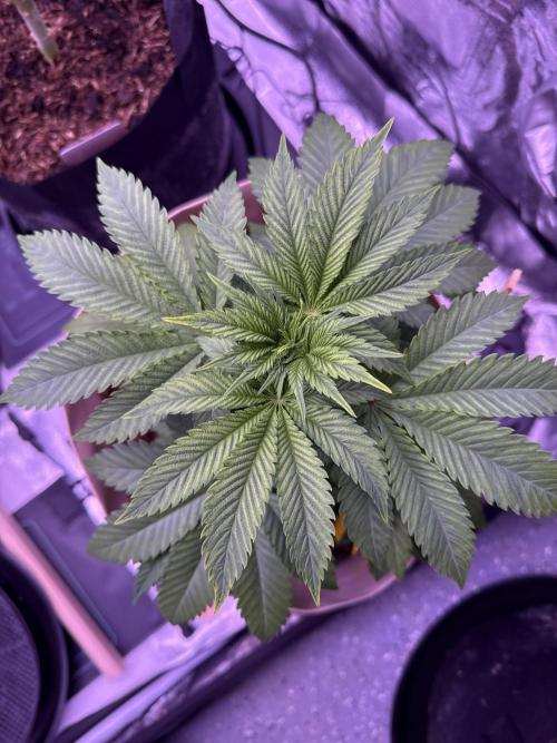 Clementine Slush. Week 7