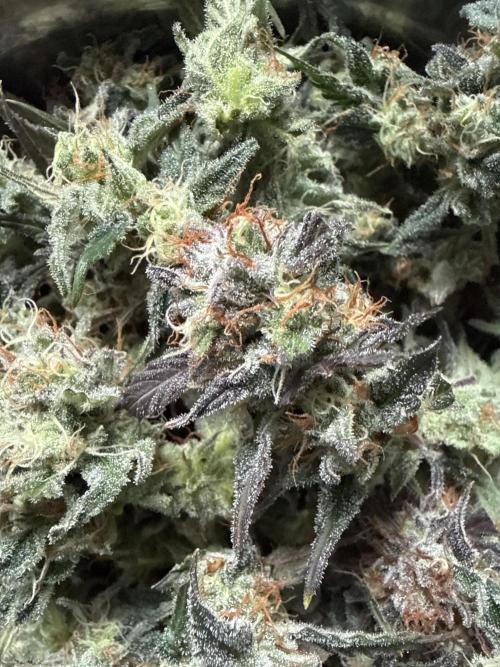 Purple Dream Auto. Week 12