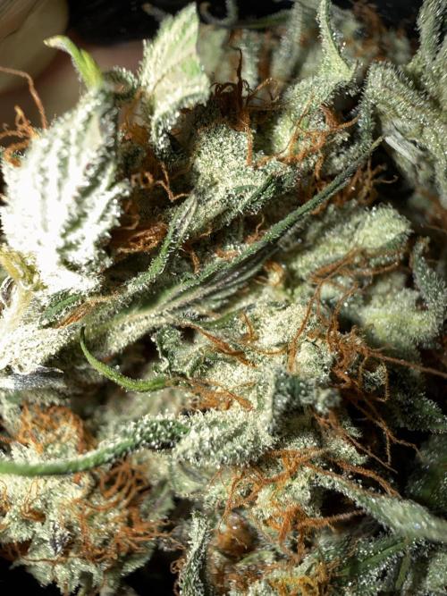 Purple Dream Auto. Week 12