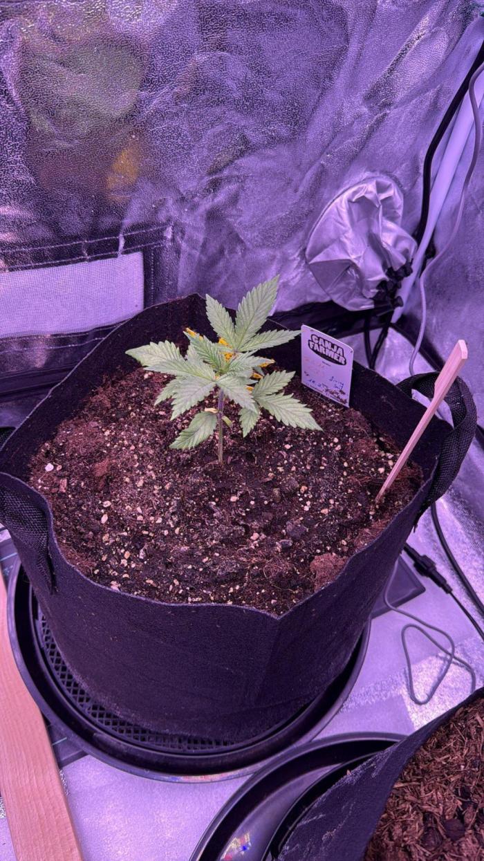 Ganja Farmer RS11 (B). Week 3 - 14.3