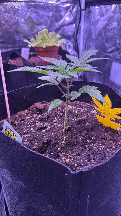 Ganja Farmer RS11 (B). Week 4 - 17.3