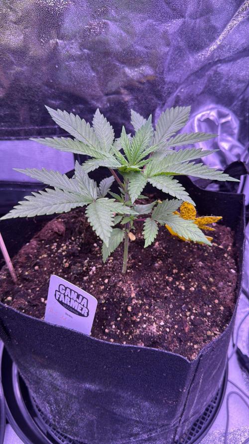 Ganja Farmer RS11 (B). Week 4 - 19.3