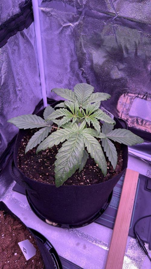 Ganja Farmer RS11 (C). Week 4