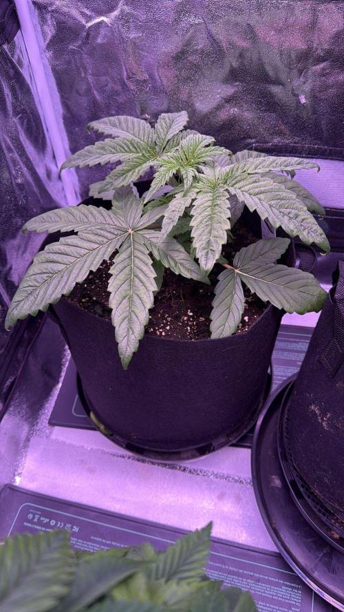 Ganja Farmer RS11 (C). Week 4 - 17.3