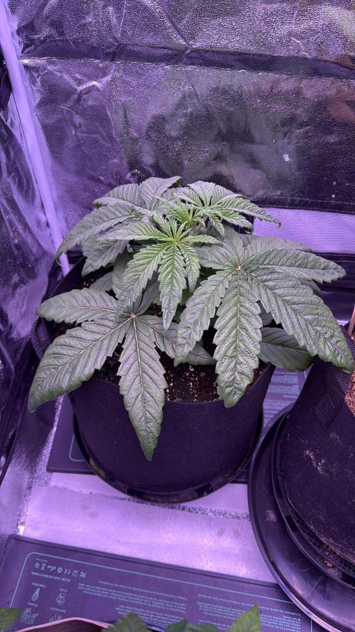 Ganja Farmer RS11 (C). Week 4 - 19.3