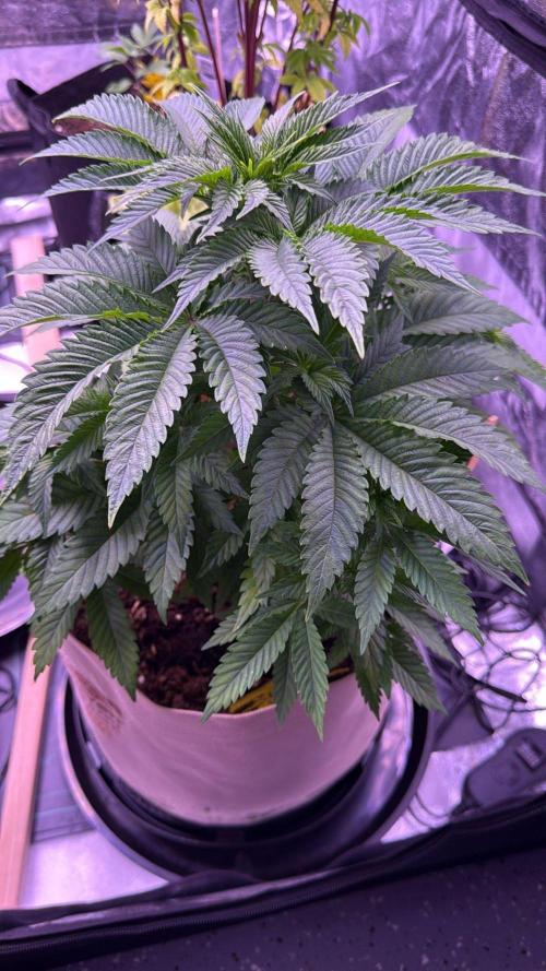 Clementine Slush. Week 8