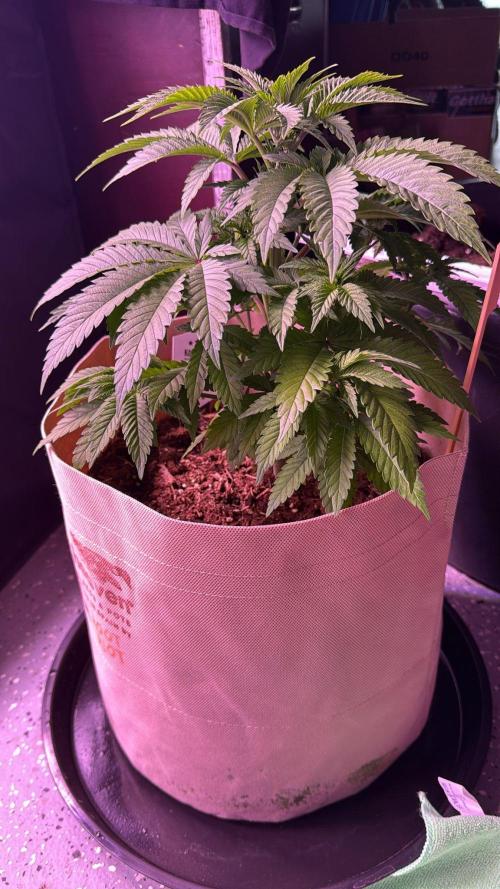 Clementine Slush. Week 7