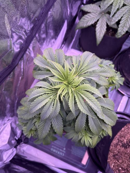 Clementine Slush. Week 9