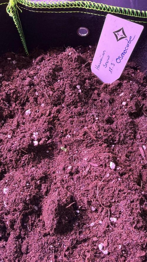 Seed Supplier Project. Week 0 - 17.3