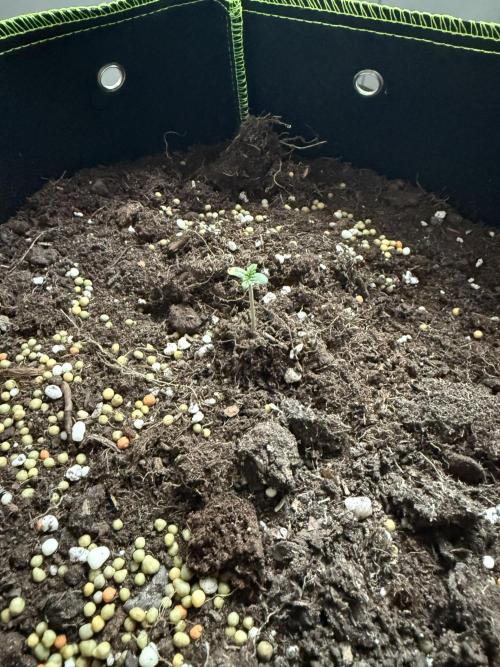 Seed Supplier Project. Week 0 - 23.3