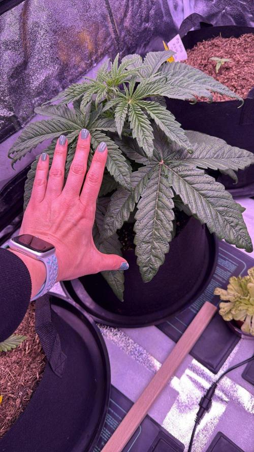 Ganja Farmer RS11 (C). Week 4 - 22.3