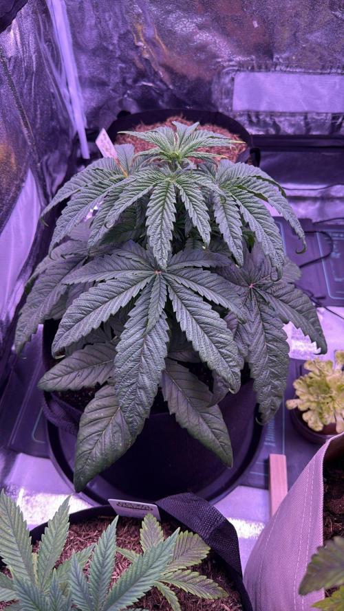 Ganja Farmer RS11 (C). Week 4 - 25.3