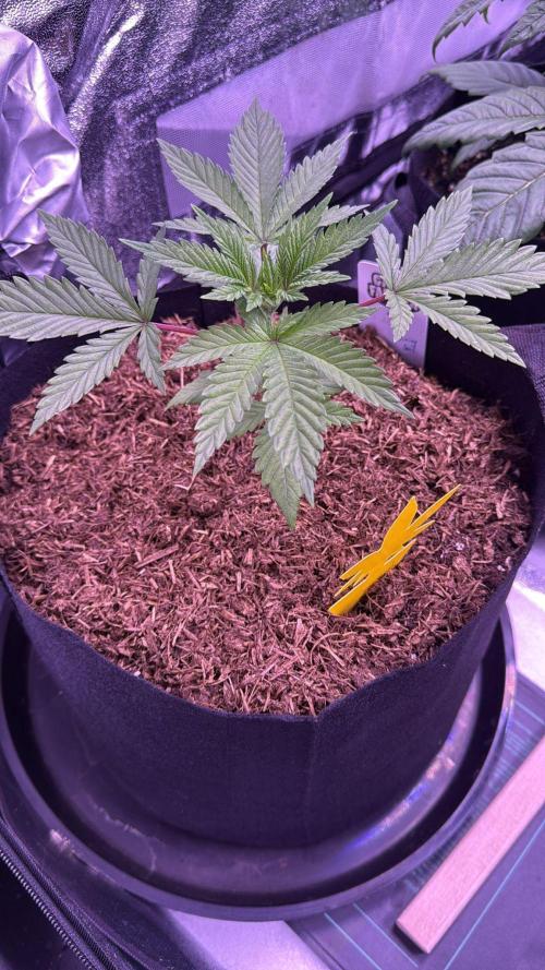 Ganja Farmer RS11 (B). Week 4 - 19.3
