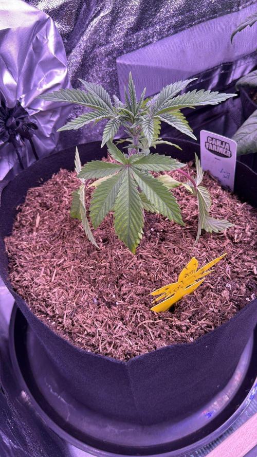 Ganja Farmer RS11 (B). Week 4 - 22.3