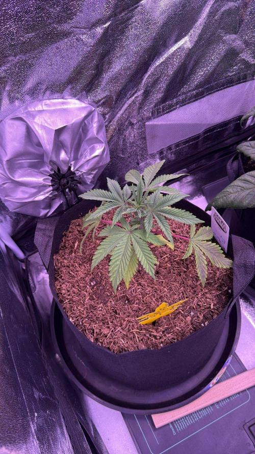 Ganja Farmer RS11 (B). Week 4 - 23.3
