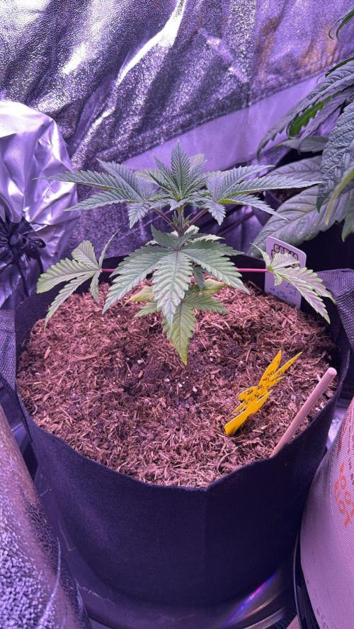 Ganja Farmer RS11 (B). Week 5 - 25.3