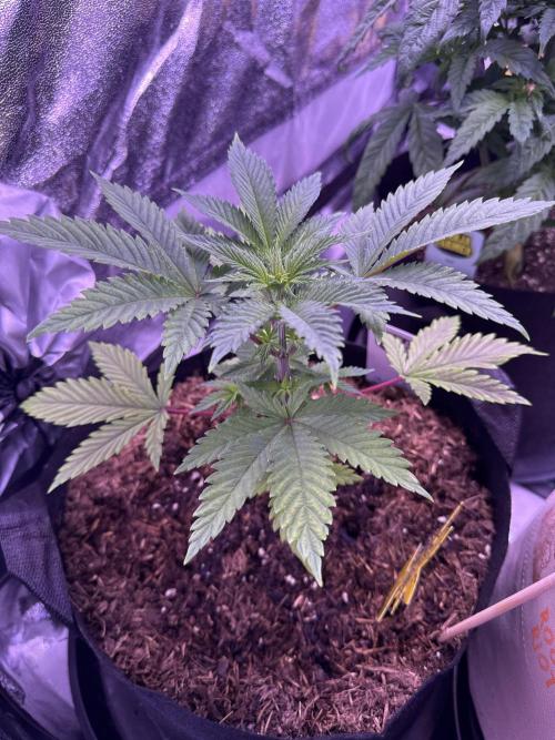 Ganja Farmer RS11 (B). Week 5 - 28.3