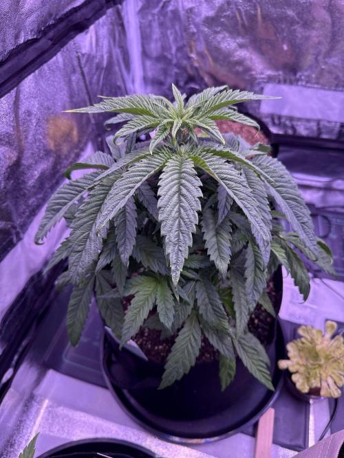 Ganja Farmer RS11 (C). Week 5 - 28.3