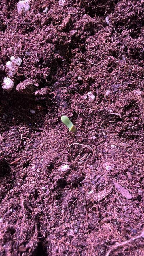 Seed Supplier Project. Week 1 - 19.3