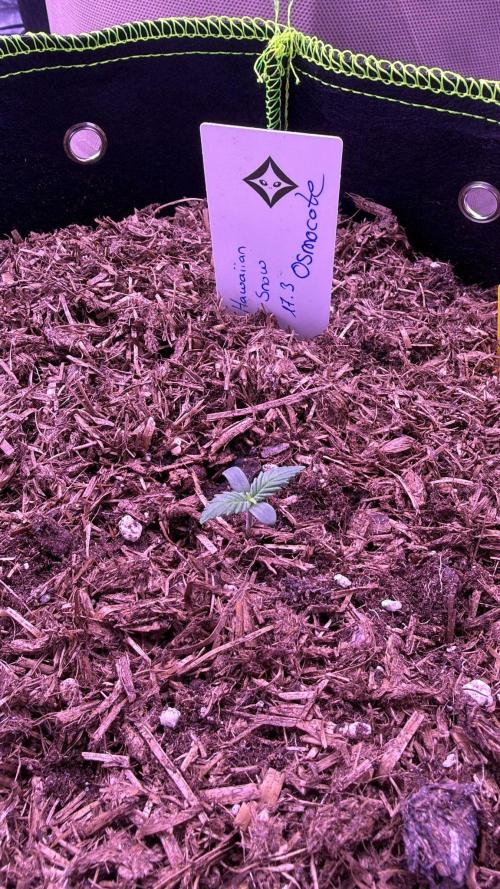 Seed Supplier Project. Week 1 - 22.3