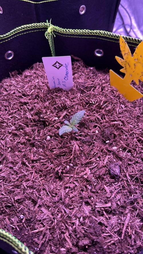 Seed Supplier Project. Week 1 - 25.3