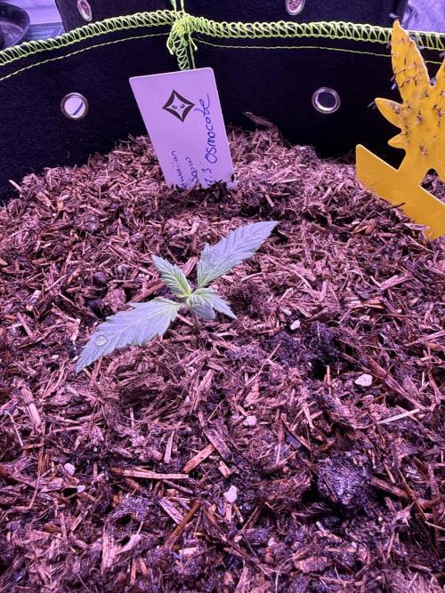 Seed Supplier Project. Week 1 - 28.3