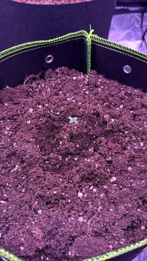 Seed Supplier Project. Week 1 - 25.3