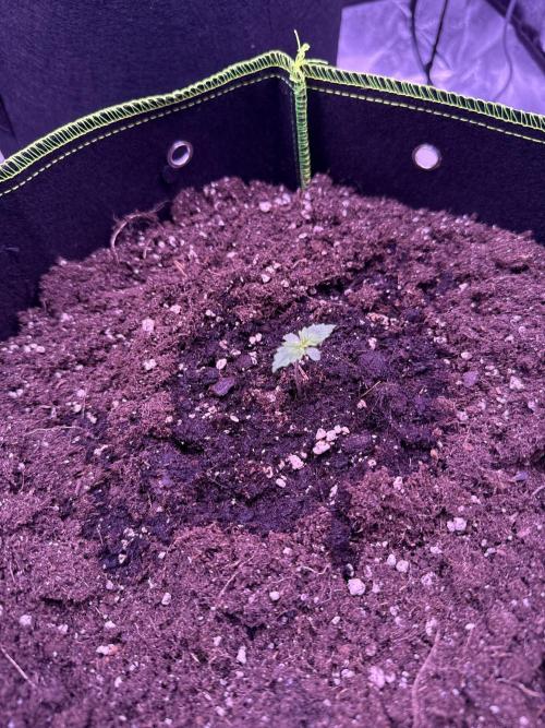 Seed Supplier Project. Week 1 - 28.3