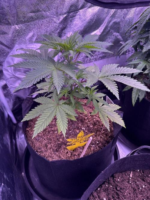 Ganja Farmer RS11 (B). Week 5 - 31.3