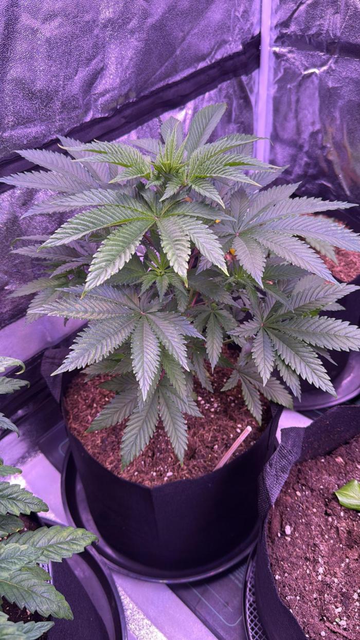Ganja Farmer RS11 (B). Week 6 - 6.4