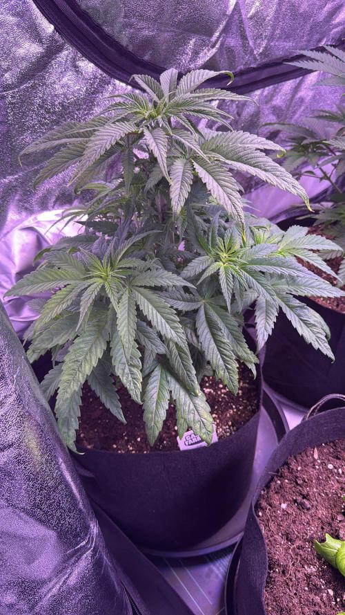Ganja Farmer RS11 (C). Week 6 - 6.4