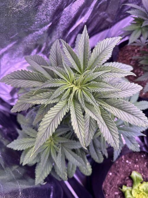 Ganja Farmer RS11 (C). Week 6 - 6.4