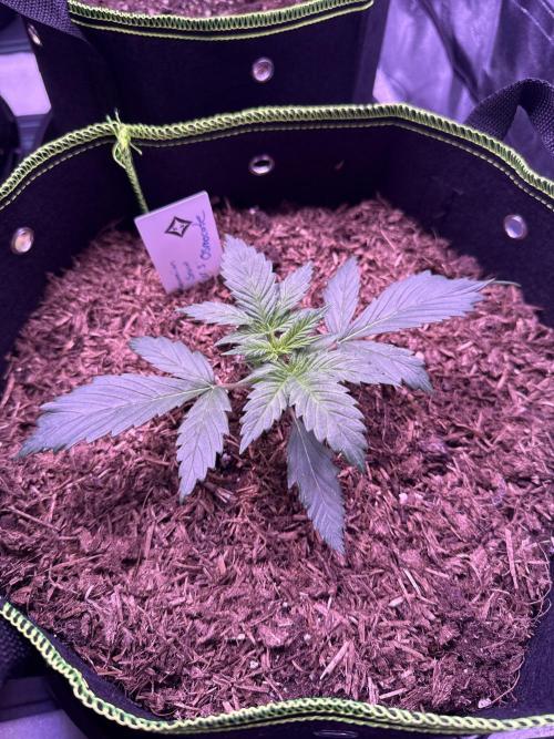 Seed Supplier Project. Week 2 - 6.4