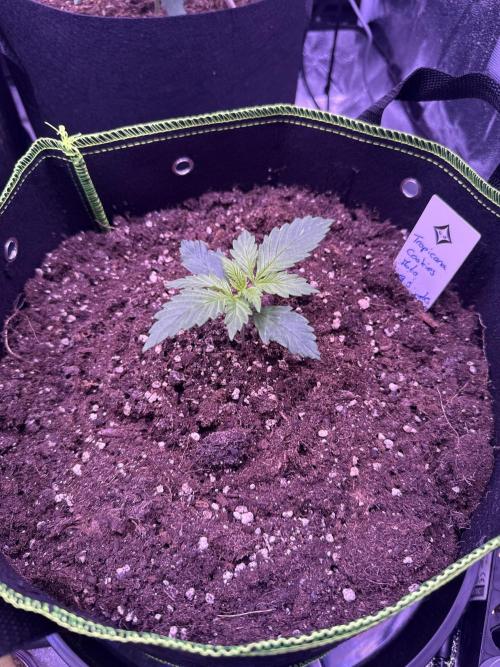 Seed Supplier Project. Week 2 - 5.4