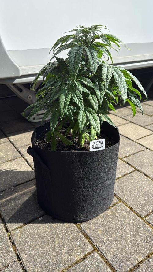 Ganja Farmer RS11 (C). Week 6 - 3.4