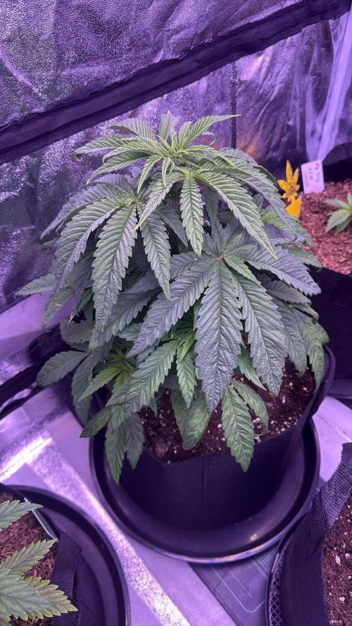 Ganja Farmer RS11 (C). Week 5 - 30.3