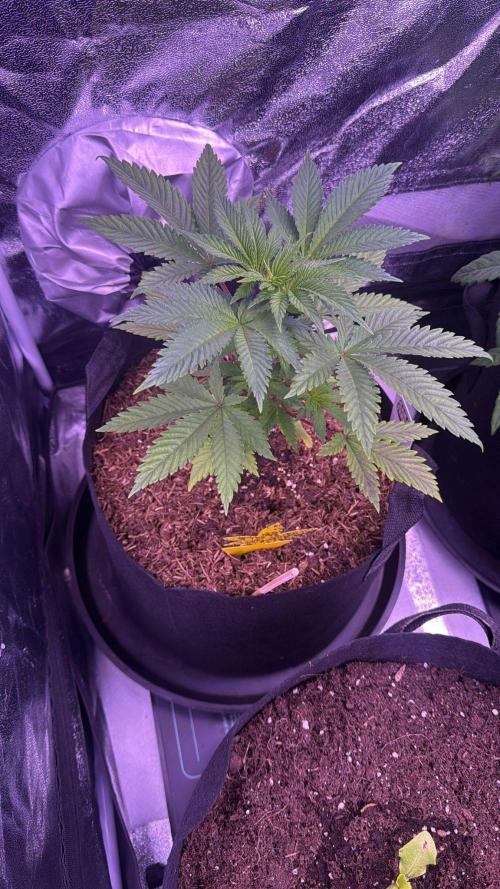 Ganja Farmer RS11 (B). Week 5 - 30.3