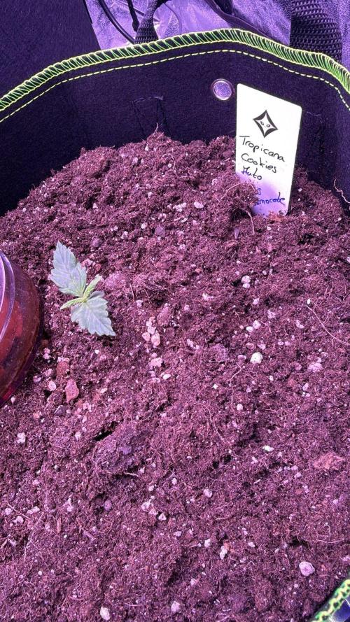 Seed Supplier Project. Week 1 - 31.3