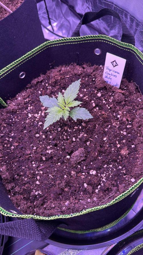 Seed Supplier Project. Week 1 - 5.4