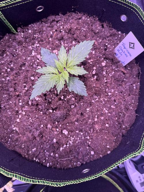 Seed Supplier Project. Week 2 - 6.3