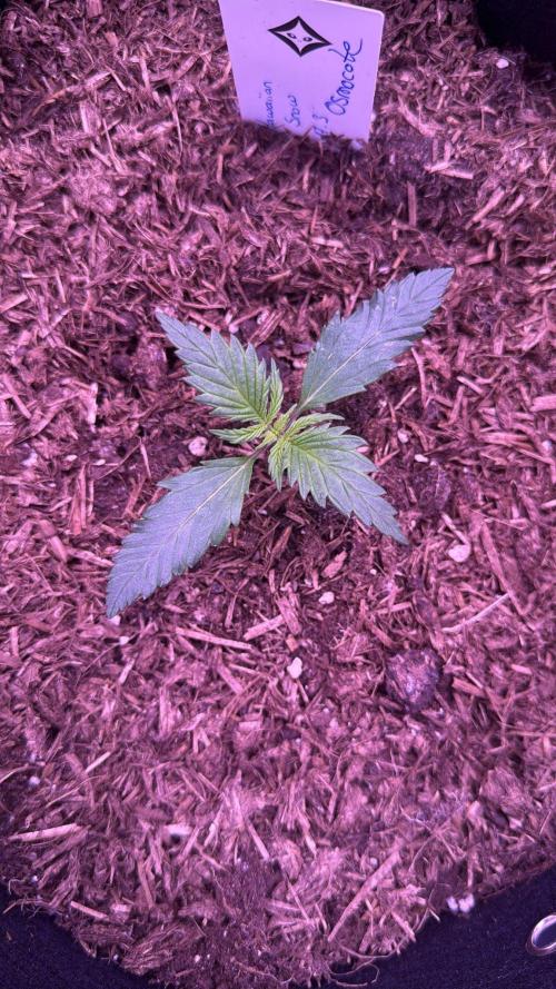 Seed Supplier Project. Week 2 - 30.3