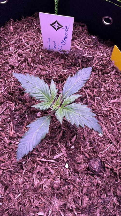 Seed Supplier Project. Week 2 - 31.3