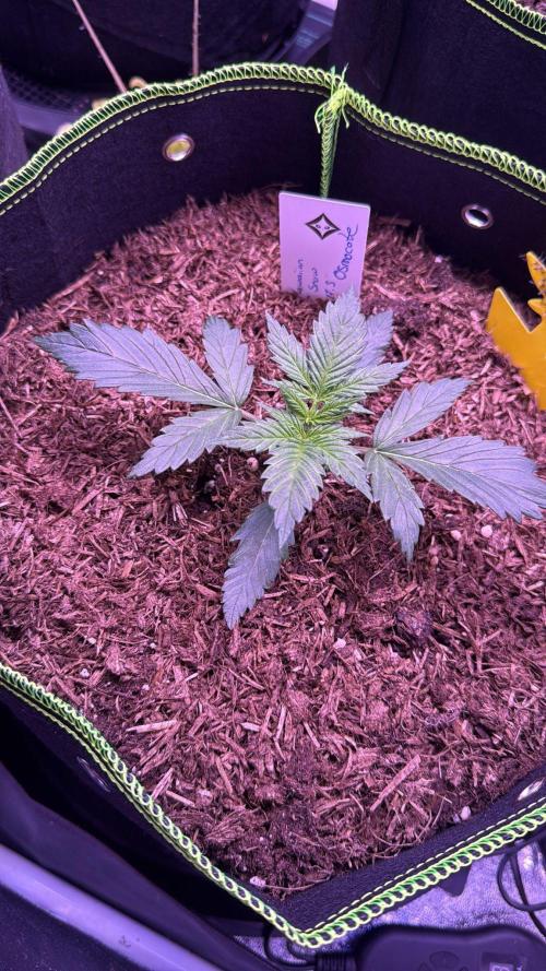 Seed Supplier Project. Week 2 - 5.4