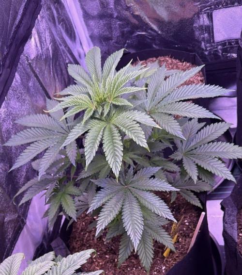 Ganja Farmer RS11 (B). Week 7 - 5.4