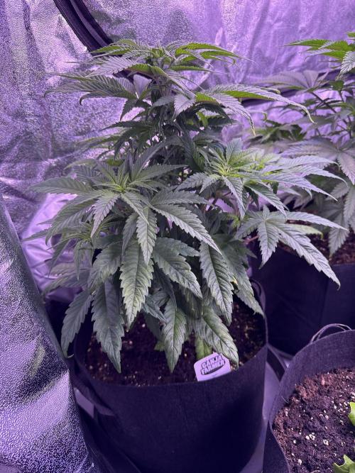 Ganja Farmer RS11 (C). Week 6 - 8.4