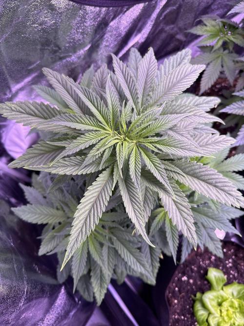 Ganja Farmer RS11 (C). Week 6 - 8.4
