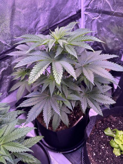 Ganja Farmer RS11 (B). Week 7 - 8.4